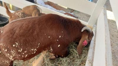 Secretaria de Agricultura no Virmond tem Stand na 4Âª Expovir para expor cabritos